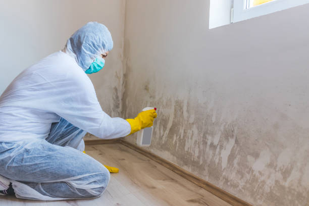 Licensed Black Mold Removal service in Butler, NJ - WQB Mold Removal