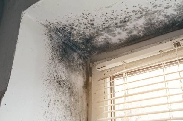Affordable Black Mold Removal solutions in Butler, NJ